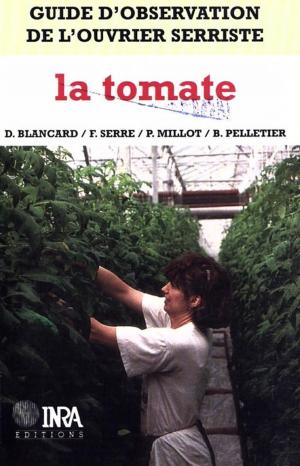 Cover of the book Guide d'observation de l'ouvrier serriste : la tomate by Claire Lamine, Stéphane Bellon