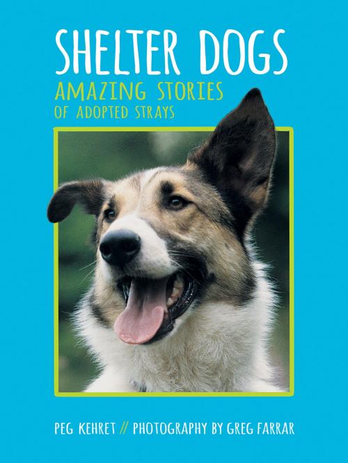Cover of the book Shelter Dogs by Peg Kehret, Greg Farrar, Albert Whitman & Company
