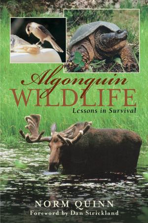 Cover of the book Algonquin Wildlife by John Moss