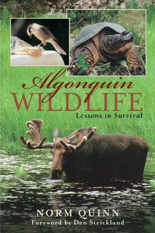 Cover of the book Algonquin Wildlife by Norm Quinn, Dundurn