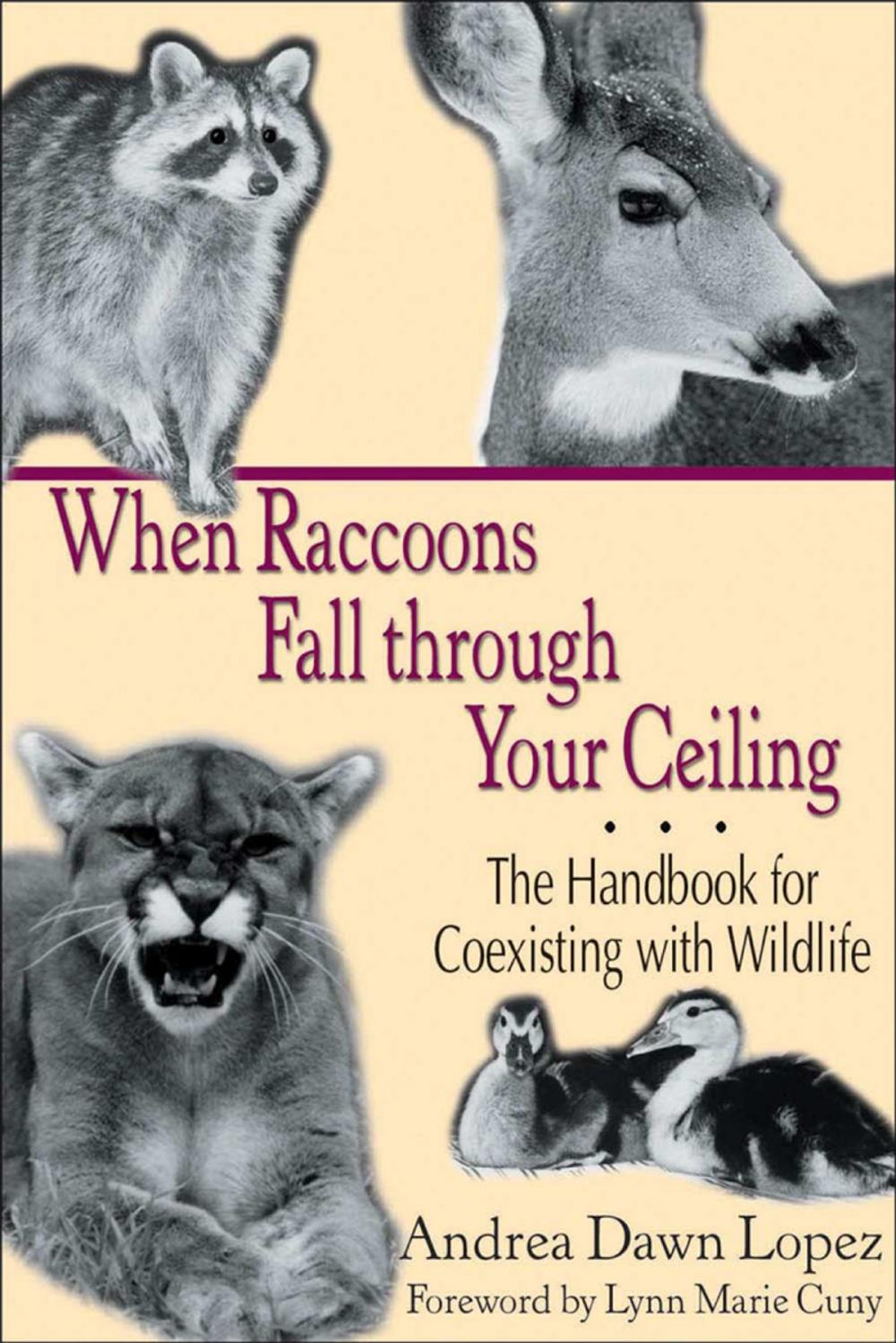 Big bigCover of When Raccoons Fall through Your Ceiling