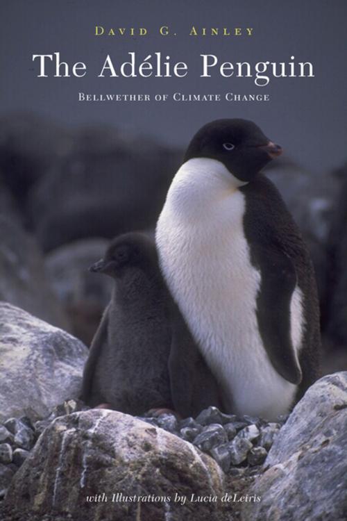 Cover of the book The Adélie Penguin by David Ainley, Columbia University Press