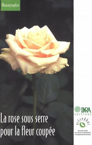 Cover of the book La rose sous serre pour la fleur coupée by Michel Barel