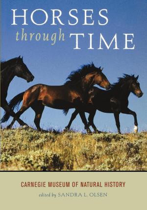 Cover of the book Horses through Time by Phyllis Krasilovsky