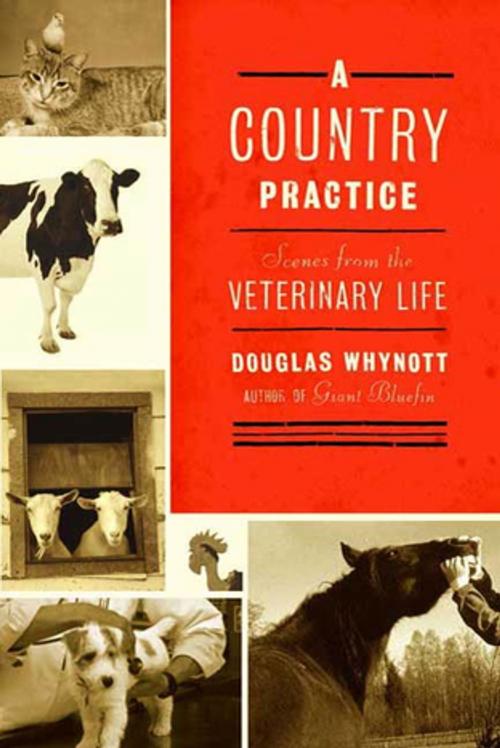 Cover of the book A Country Practice by Douglas Whynott, Farrar, Straus and Giroux