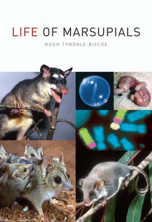 Cover of the book Life of Marsupials by , CSIRO PUBLISHING