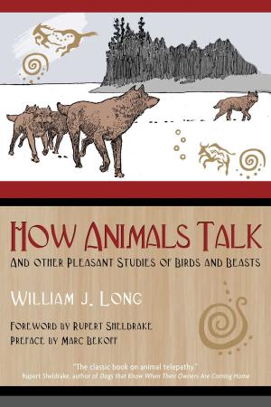 Book cover of How Animals Talk