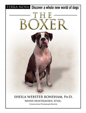 Cover of the book The Boxer by Karen Commings