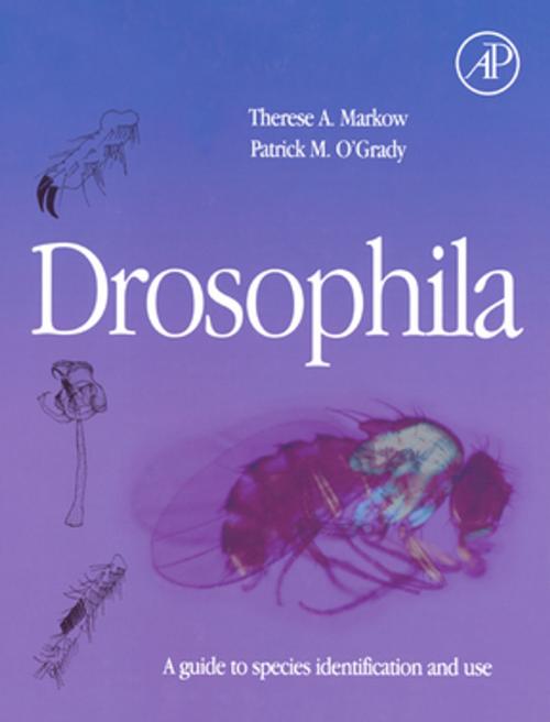 Cover of the book Drosophila by Therese A. Markow, Patrick O'Grady, Elsevier Science