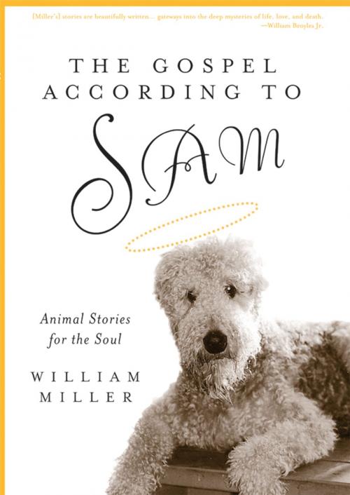 Cover of the book The Gospel According to Sam by William Miller, Church Publishing Inc.
