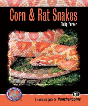 Cover of the book Corn & Rat Snakes by Carol Frischmann