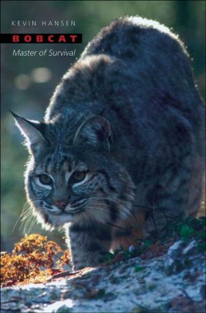 bigCover of the book Bobcat by 