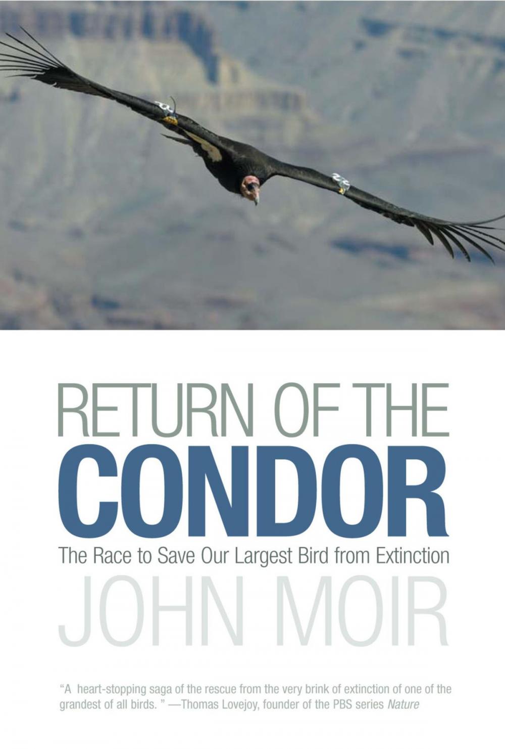 Big bigCover of Return of the Condor