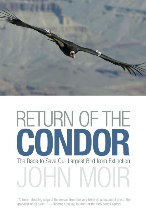 Cover of the book Return of the Condor by John Moir, Lyons Press