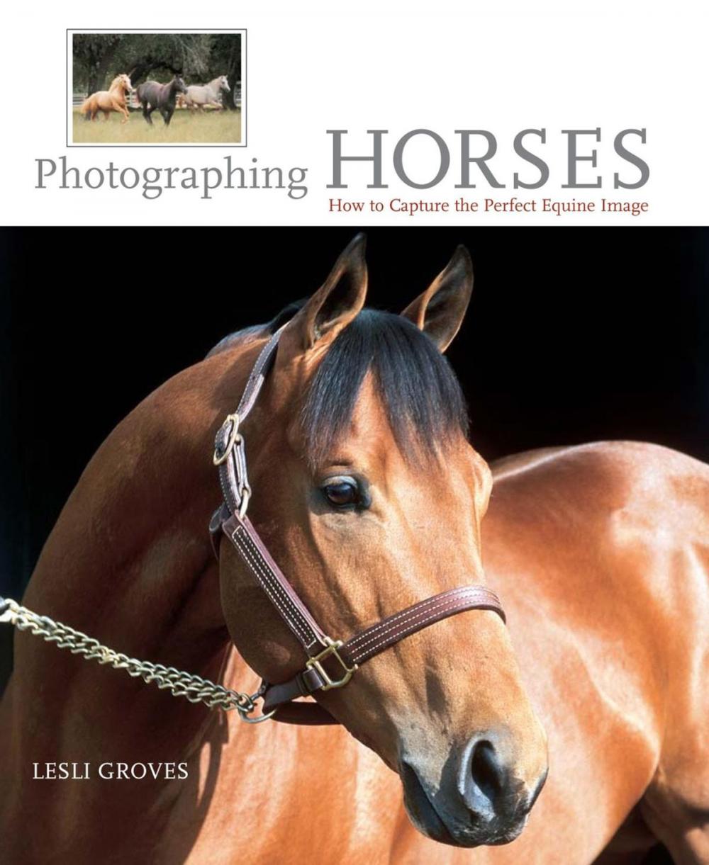 Big bigCover of Photographing Horses