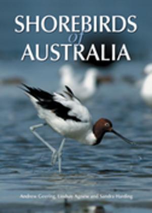 Cover of the book Shorebirds of Australia by Rebecca Jones