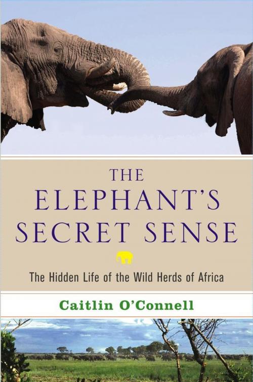Cover of the book The Elephant's Secret Sense by Caitlin O'Connell, Atria Books