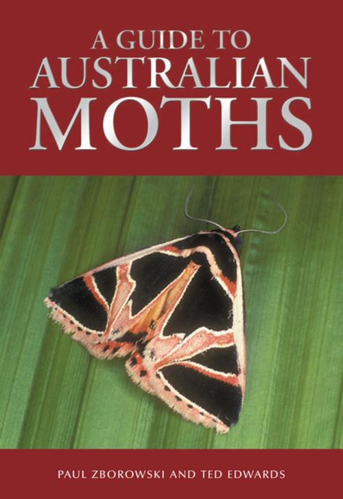 Cover of the book A Guide to Australian Moths by , CSIRO PUBLISHING
