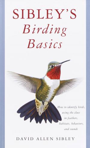 Book cover of Sibley's Birding Basics