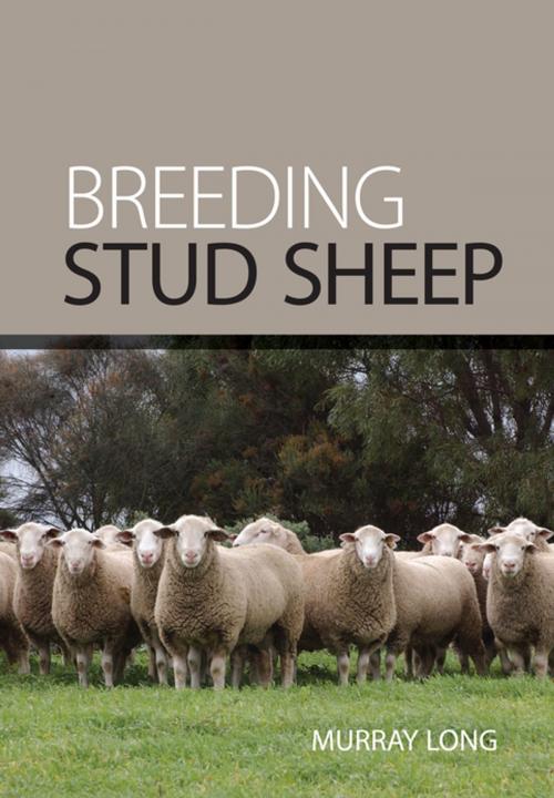 Cover of the book Breeding Stud Sheep by , Landlinks Press
