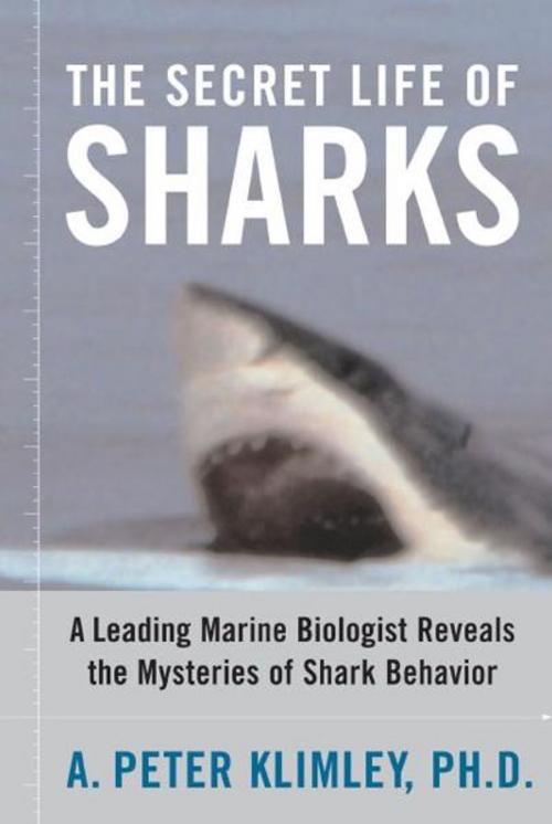 Cover of the book The Secret Life of Sharks by A. Peter Klimley, Ph.D., Simon & Schuster