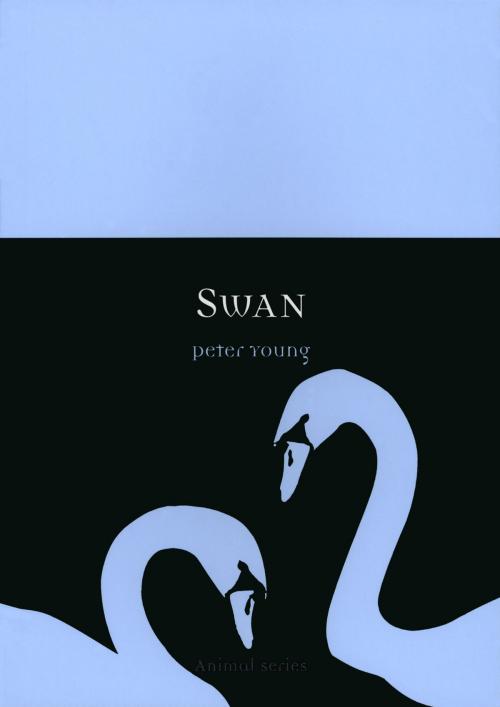Cover of the book Swan by Peter Young, Reaktion Books