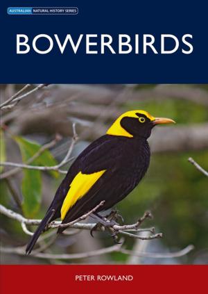 Cover of the book Bowerbirds by JC Noble