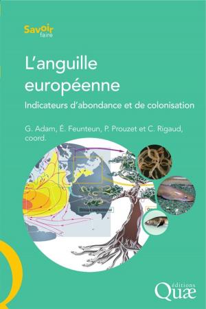 Cover of the book L'anguille européenne by Romain Lajarge, Nacima Baron