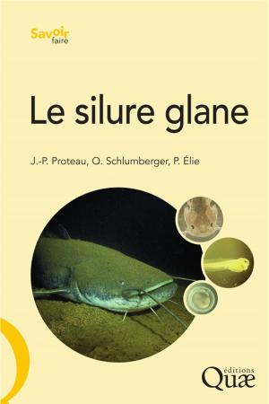 Cover of the book Le silure glane by Beate Röll
