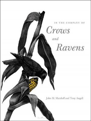 Cover of the book In the Company of Crows and Ravens by Alan Allport