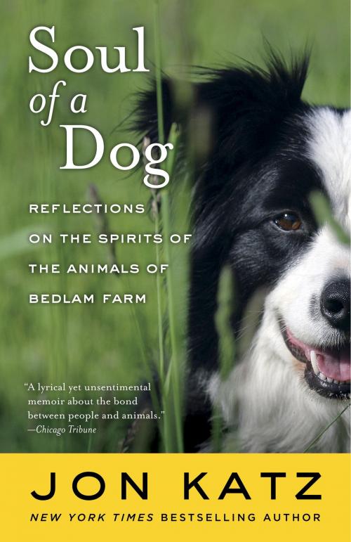 Cover of the book Soul of a Dog by Jon Katz, Random House Publishing Group