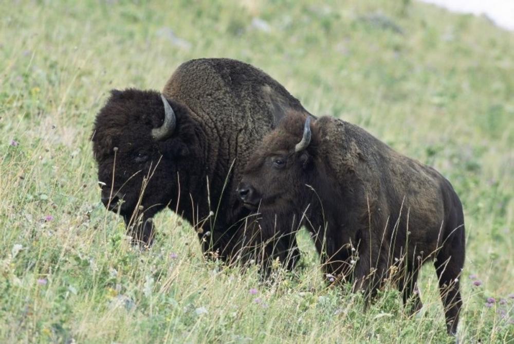 Big bigCover of The Exermination of the American Bison