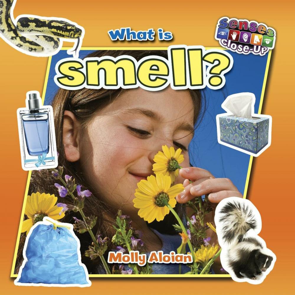 Big bigCover of What is smell?