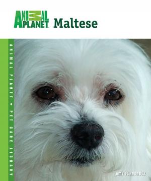 Cover of the book Maltese by Michael S. Paletta