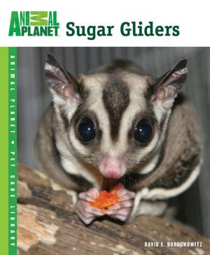 Cover of the book Sugar Gliders by Trish King