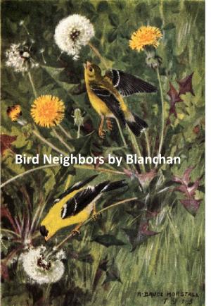 bigCover of the book Bird Neighbors, Illustrated by 