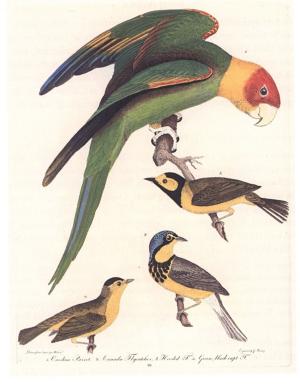 Book cover of Birds in the Bush