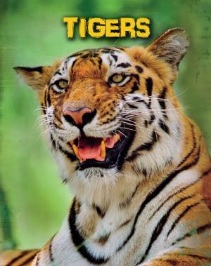 Cover of the book Tigers by Rebecca Fjelland Davis