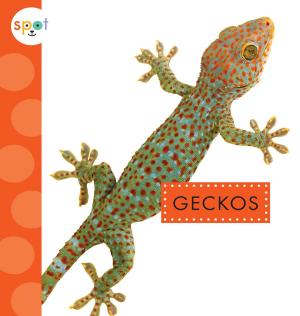 Cover of the book Geckos by Margaret Hillert