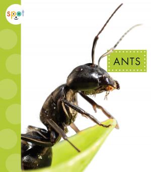 Cover of the book Ants by Rebecca Felix