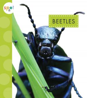 Cover of the book Beetles by Jennifer Dussling