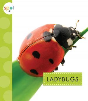 Cover of the book Ladybugs by Barbara deRubertis
