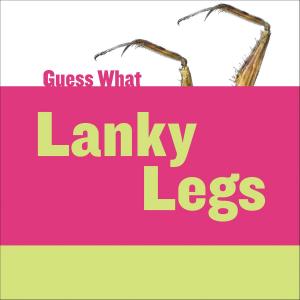 Cover of the book Lanky Legs: Praying Mantis by Sherry Shahan