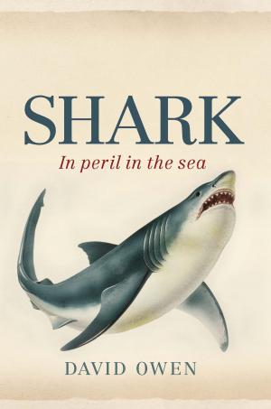 Cover of the book Shark by Maureen McCarthy