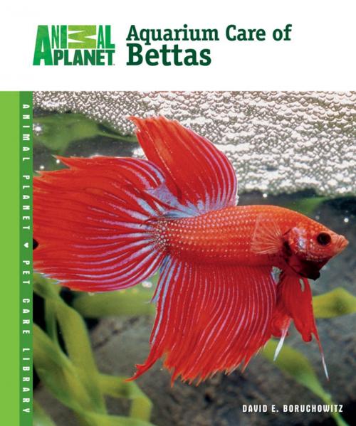 Cover of the book Aquarium Care of Bettas by David E. Boruchowitz, TFH Publications, Inc.