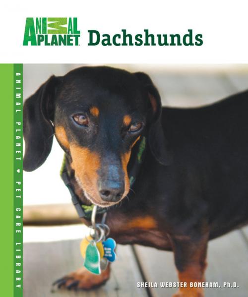Cover of the book Dachshunds by Sheila Webster Boneham, TFH Publications, Inc.