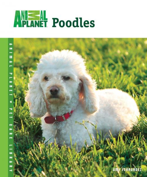 Cover of the book Poodles by Amy Fernandez, TFH Publications, Inc.