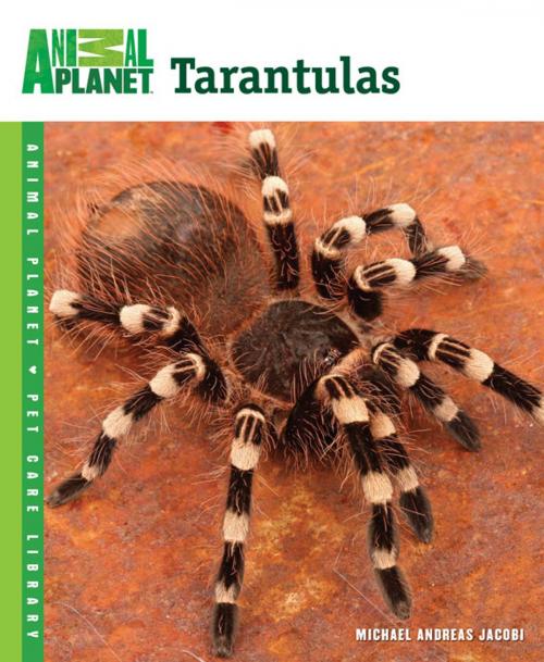 Cover of the book Tarantulas by Michael Andreas Jacobi, TFH Publications, Inc.