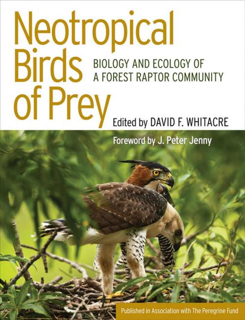 Cover of the book Neotropical Birds of Prey by , Cornell University Press