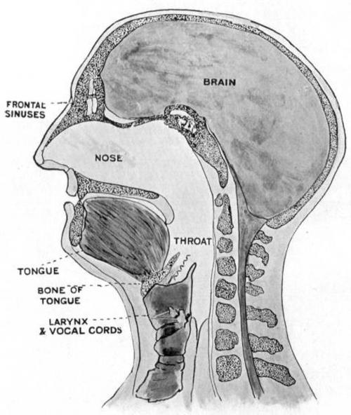 Cover of the book The Brain and Voice in Speech and Song by F. W. Mott, B&R Samizdat Express